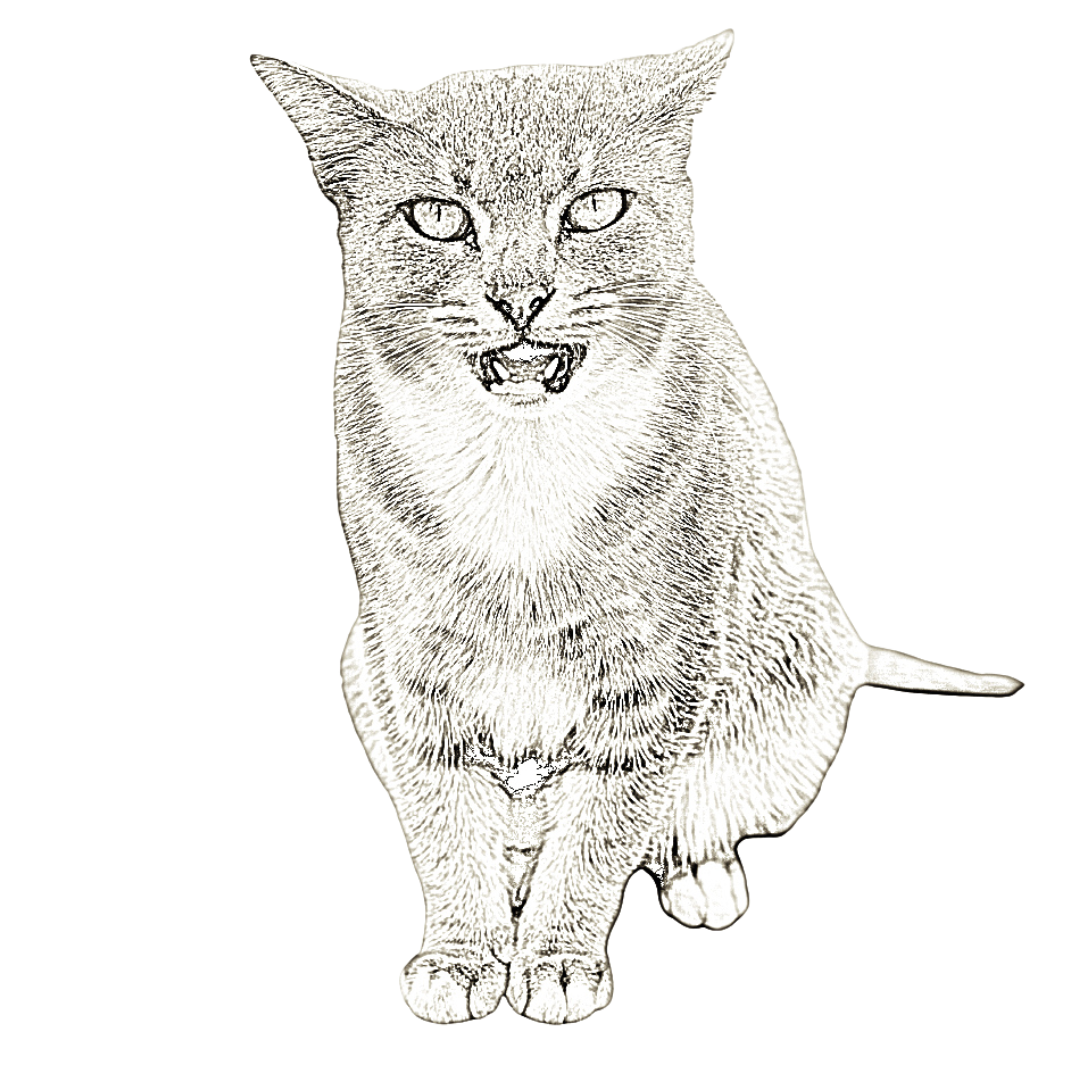 Cats Of Oceanside Merch