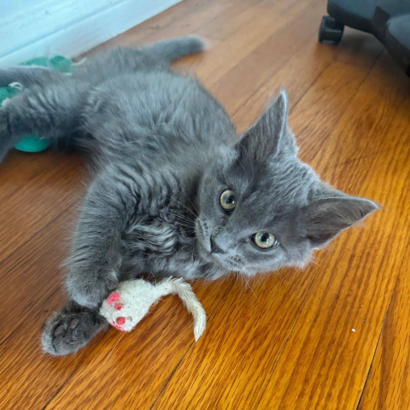 Gigi Cats of Oceanside